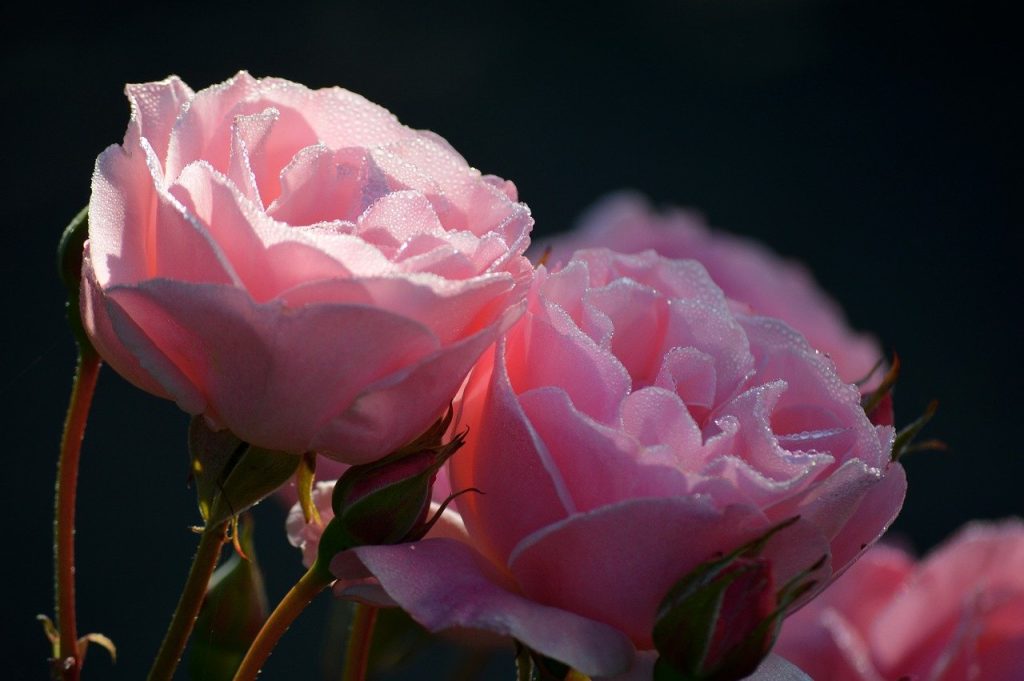 バラの花２輪